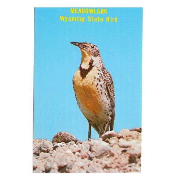 Meadowlark Wyoming State Bird Postcard Unposted - Picture 1 of 2